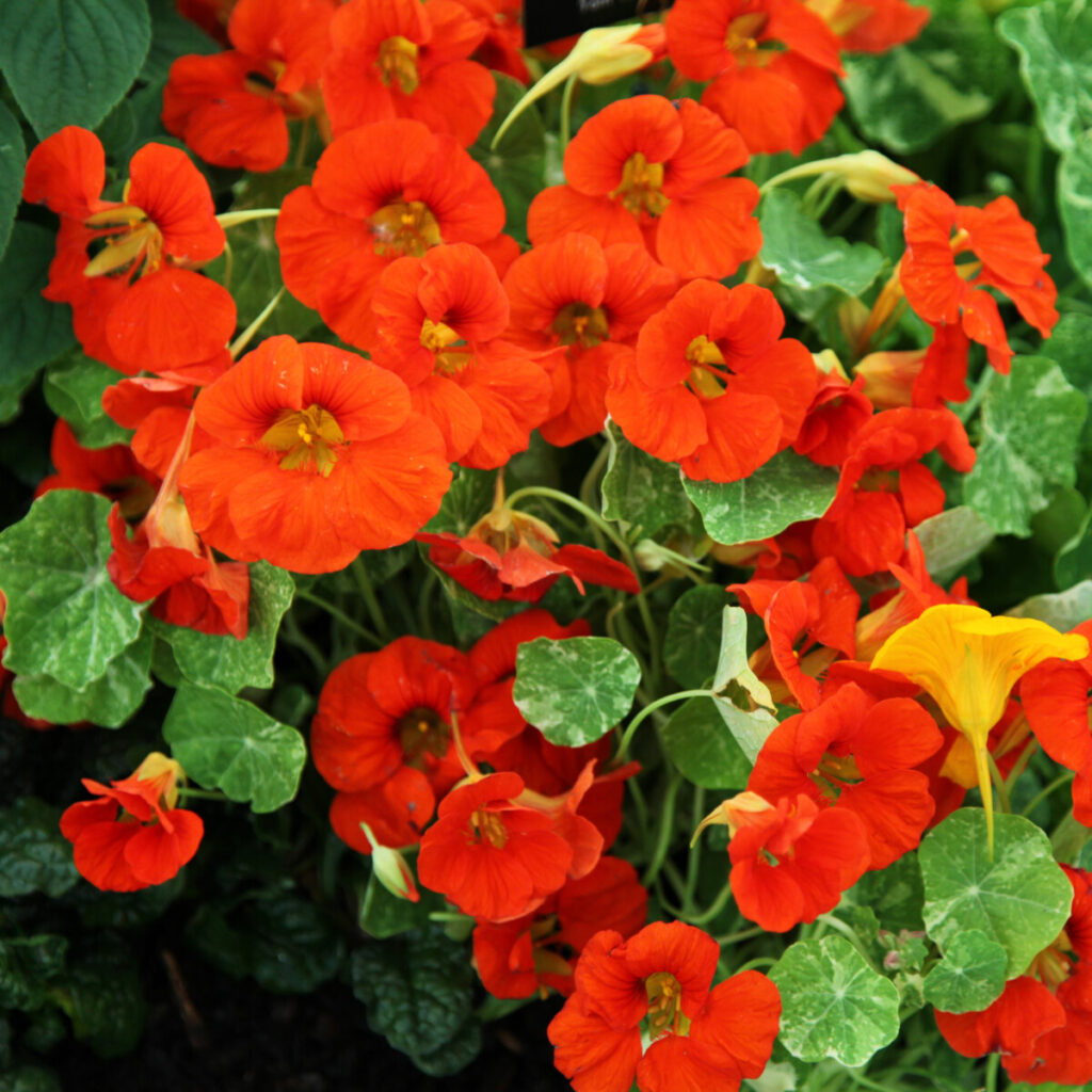 Nasturtium (Tropaeolum)