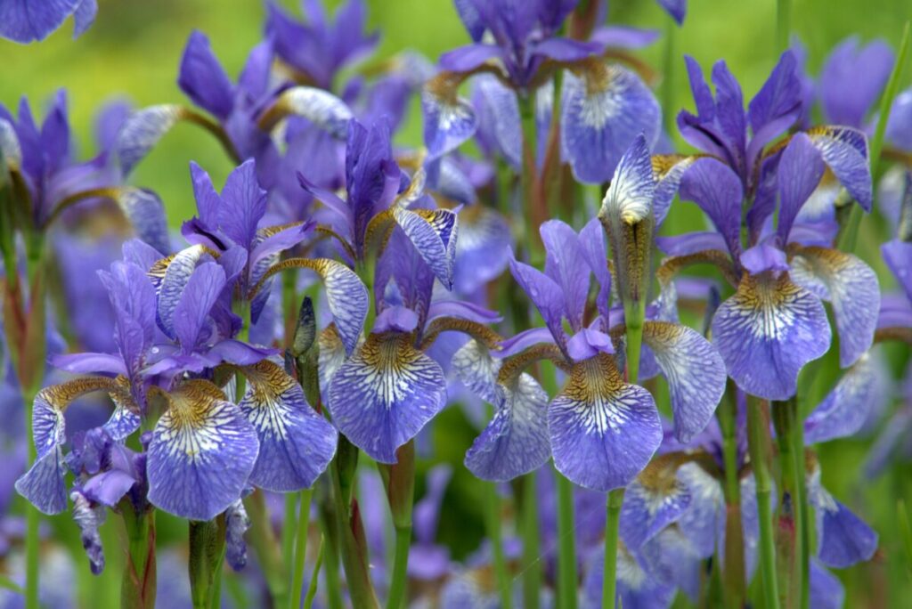 Siberian Iris (Iris sibirica)