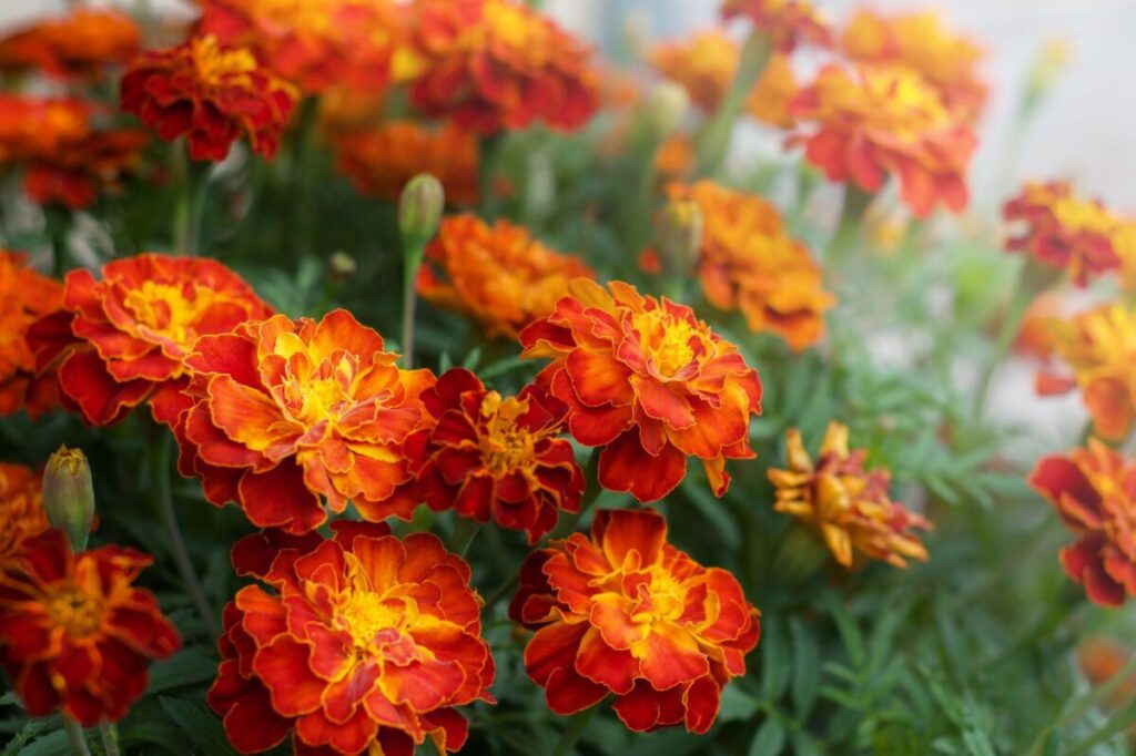 Marigold (Tagetes)