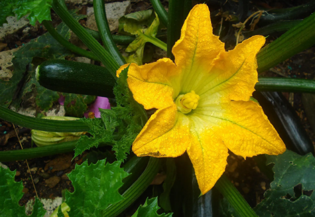 Zucchini (Cucurbita pepo 'Noche')