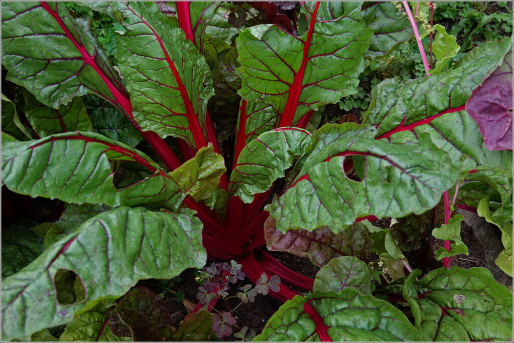 Swiss Chard (Beta vulgaris var. cicla 'Ruby Red')