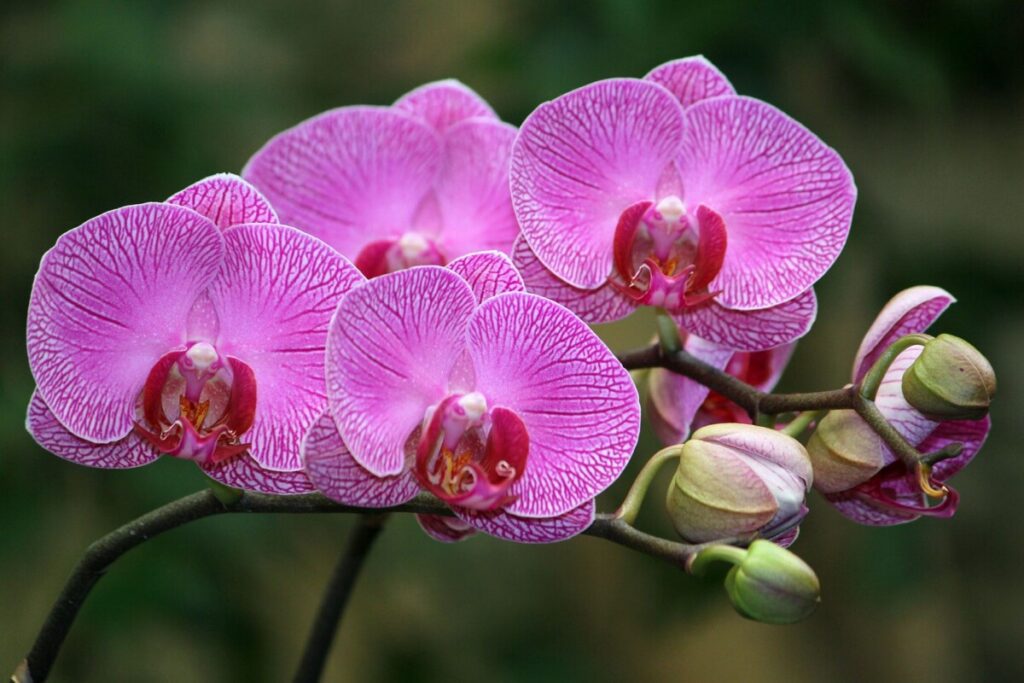 Orchid (Phalaenopsis)