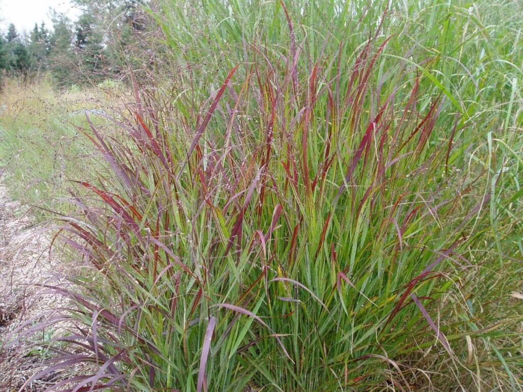 Switch Grass (Panicum Virgatum ‘Shenandoah’)