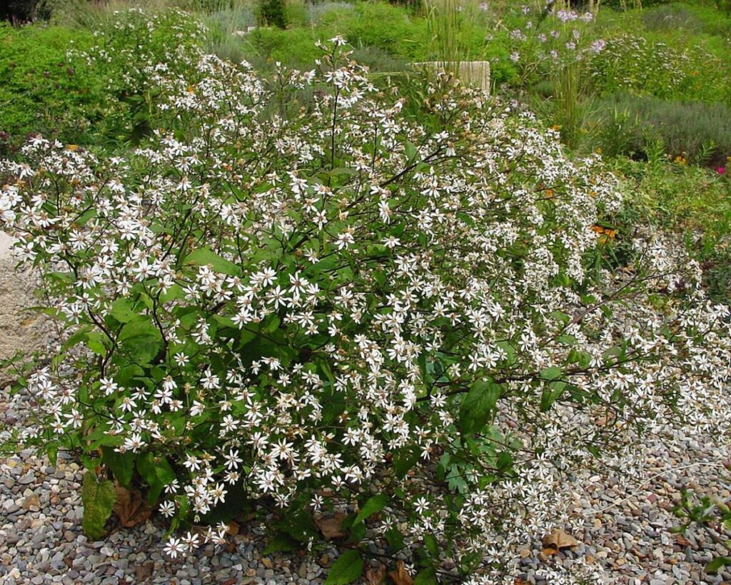 White Wood Aster (Eurybia divaricata 'Eastern Star')