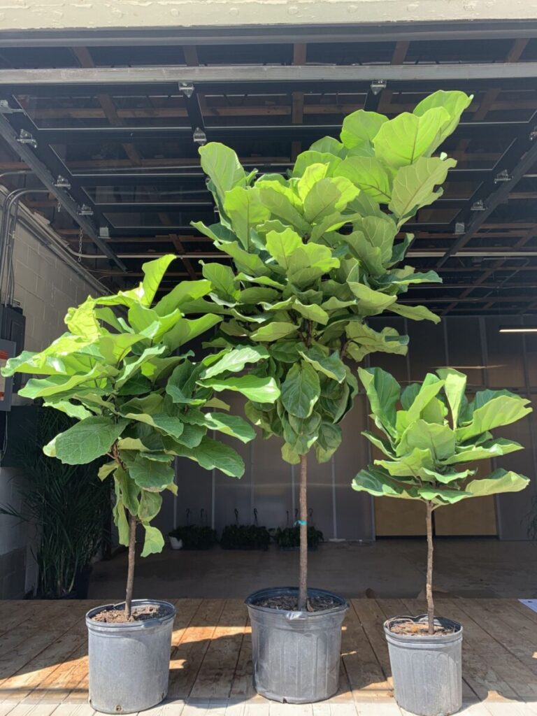 Fiddle Leaf Fig (Ficus lyrata)