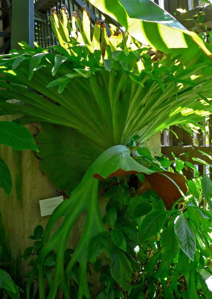 Staghorn Fern (Platycerium superbum)
