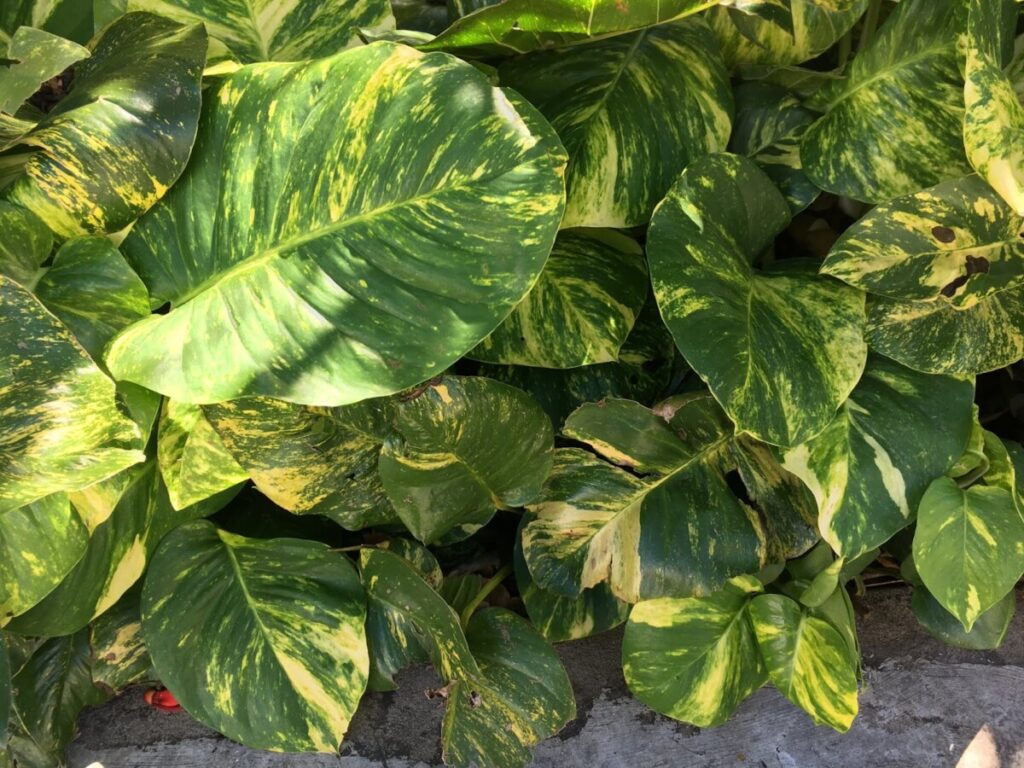 Pothos (Epipremnum aureum)