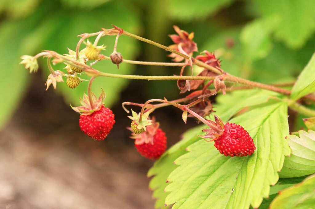 Wild Strawberry (Fragaria virginiana)