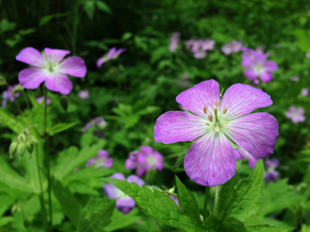 Wild Geranium (Geranium maculatum)