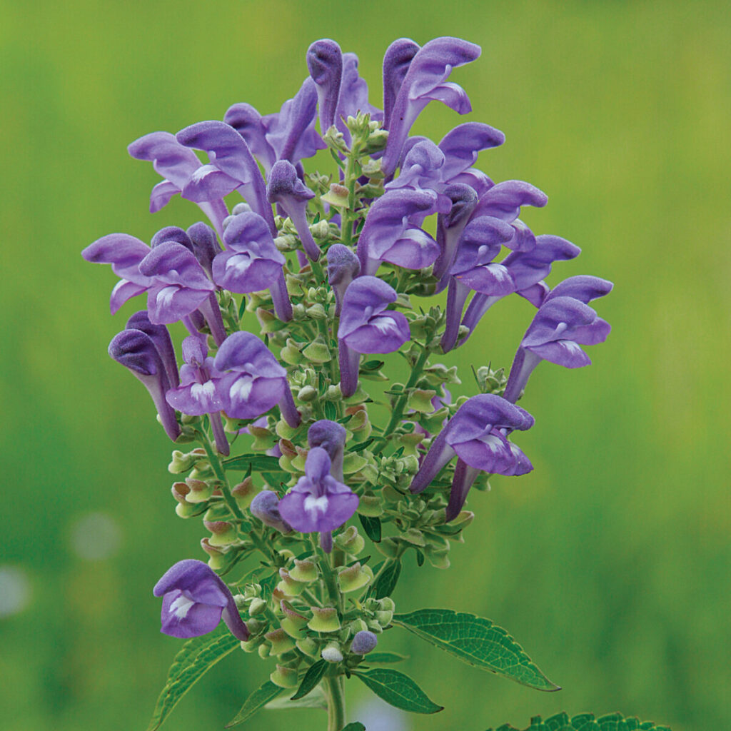 Skullcap (Scutellaria incana)