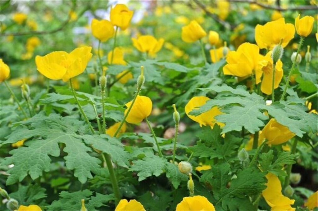 Celandine Poppy (Stylophorum diphyllum)