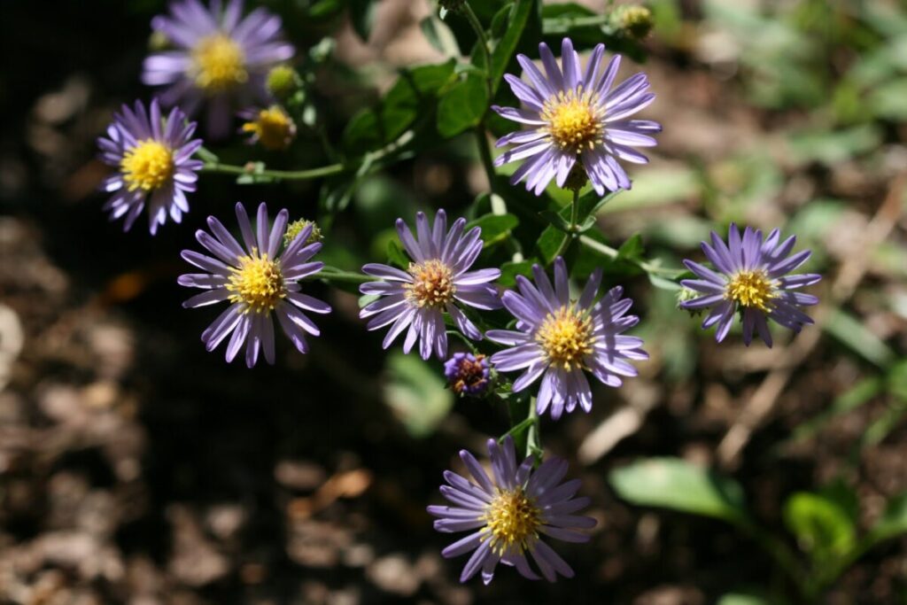 Late Purple Aster (Symphyotrichum patens)