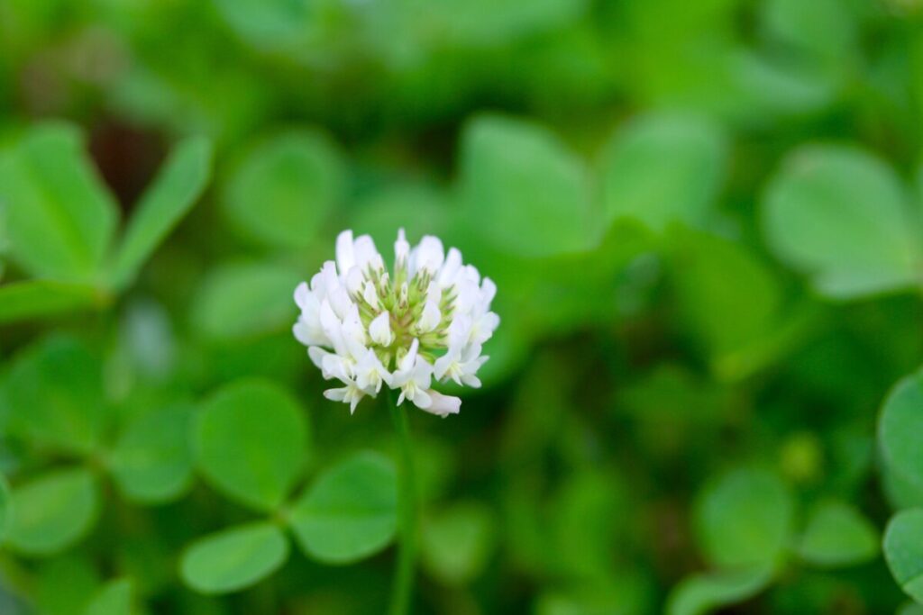 White Clover (Trifolium repens)