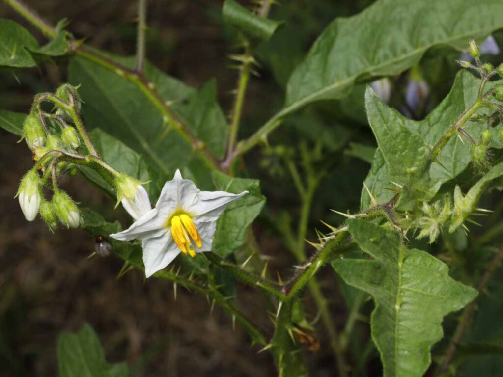 Horse Nettle (Solanum carolinense)