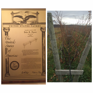 Patent of the Goblet Trellis and actually image of a vine row at the Millbrook estate