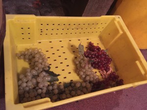 The last remaining grapes of this years harvest.  