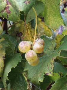 Picture of the grapes (Chardonnay)