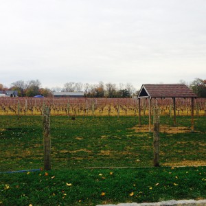 Vine yard,Jason's Vineyard