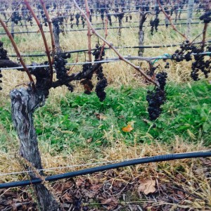 Vines in Jason's vineyard