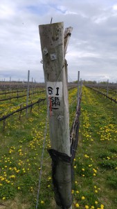 They mark the grape variety. SB= Sauvignon Blanc