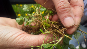 Clover's Root is the Place that Transfer the Nitrogen to the Soil
