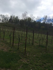 clearview vines