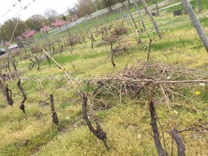 These vines were used for experimental use.