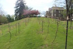 Vines being grown in a hill slant.
