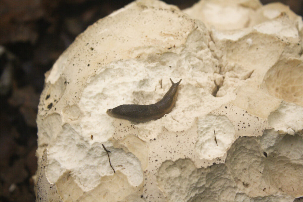 Photograph of a slug on a puffball mushroom