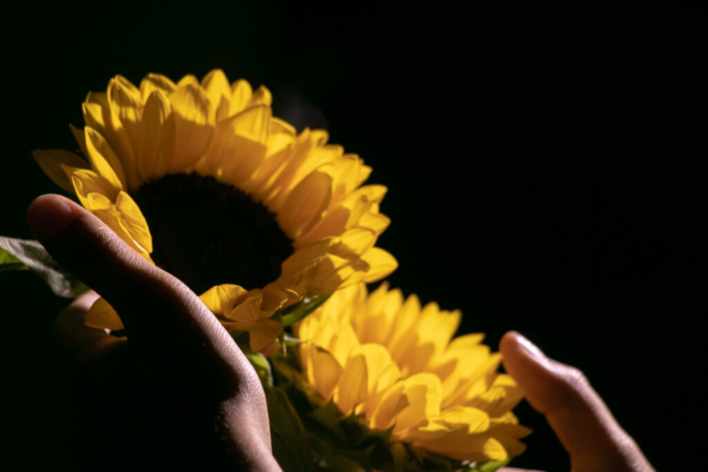 Photograph of held Sunflowers