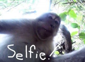 monkey-steals-camera-takes-slefi-cute__oPt
