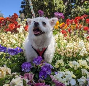 Cheerful photo of a happy dog surrounded by flowers