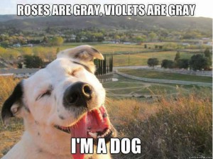 funny_animal_pictures_3