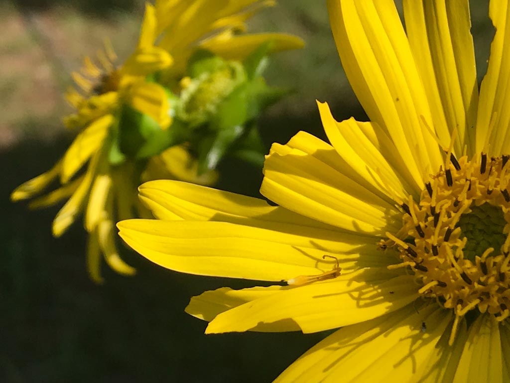 Flower Close up with shallow depth of field