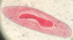 An oval shape organism with darker structures inside