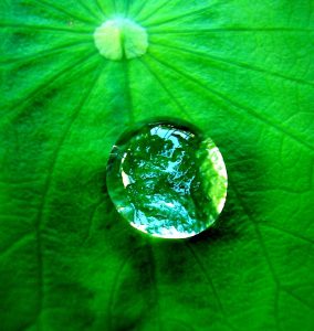 Sky and leaves reflecting in a water drop on a leaf