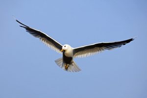 Seagull in flight against blue sky