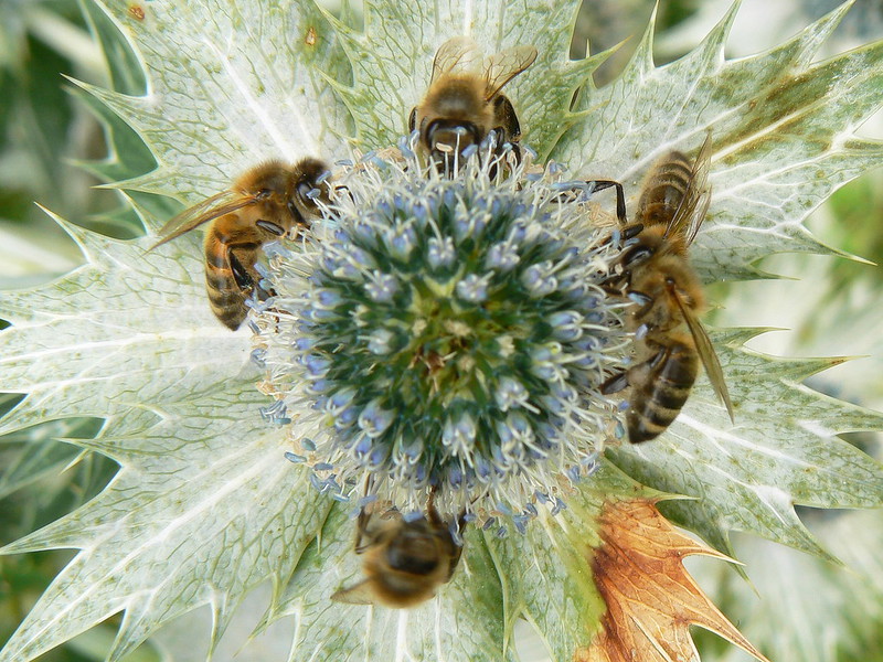 5 bees working at a flower