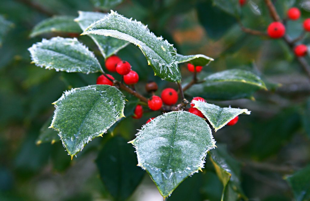Frosted holly