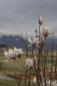 Close up image of white wild flowers with landscape in the background.