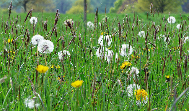 Flowers/dandelions in a meadow.