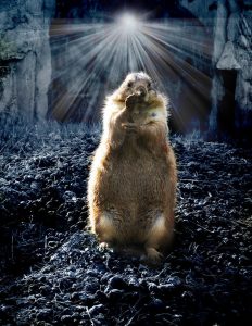 Groundhog with light behind it