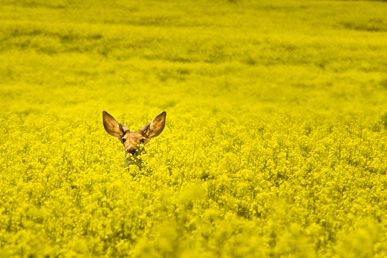 A deer peeking out over a field of yellow flowers.