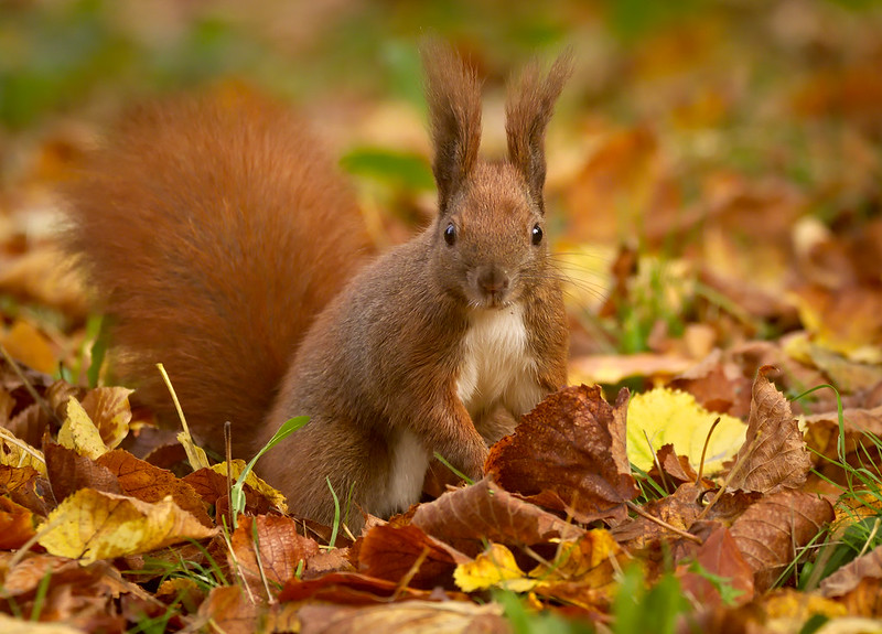 Red squirrel amidst fall leaves on the ground.