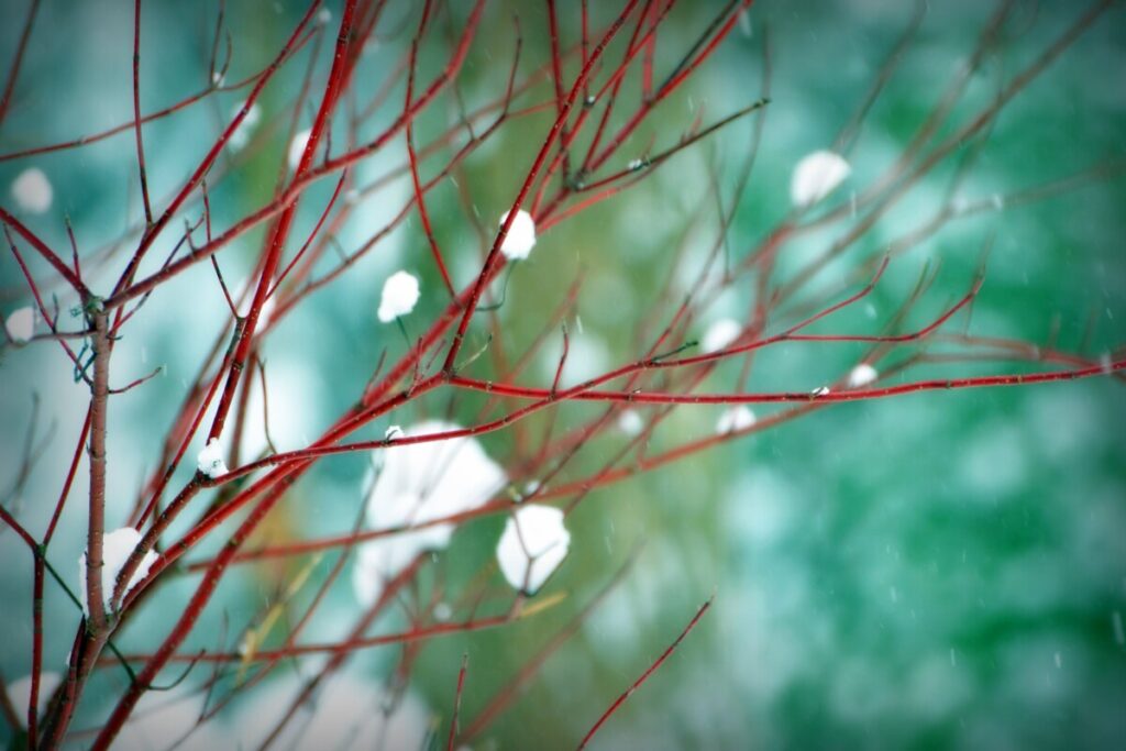 A close-up photograph of thin red-brown branches speckled with snow