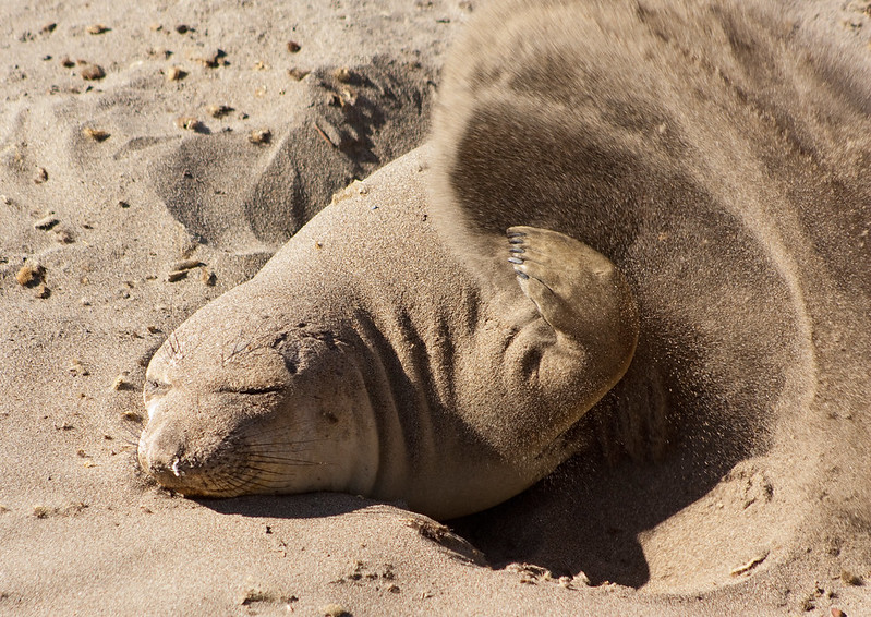 Seal covering itself with sand to cool off.