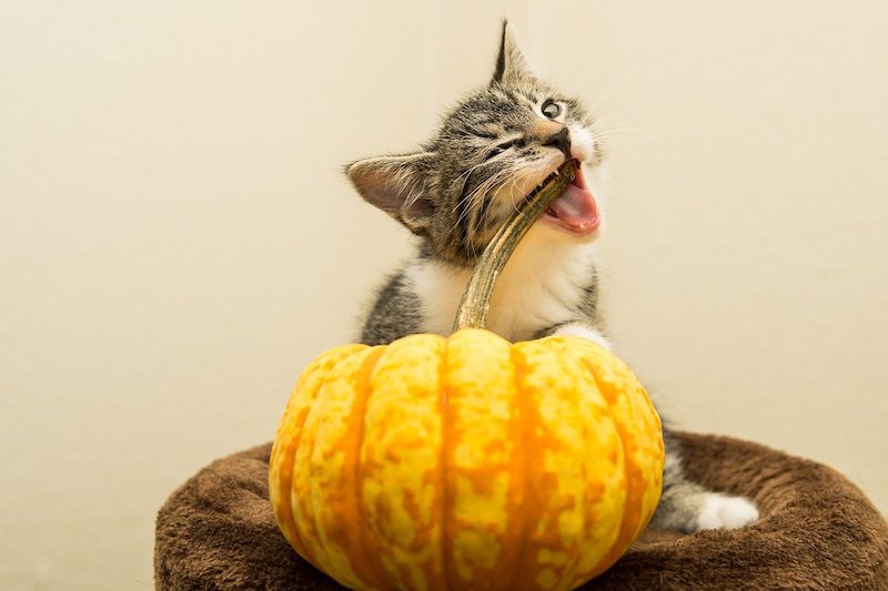 Kitten gnawing on stem of a large squash.