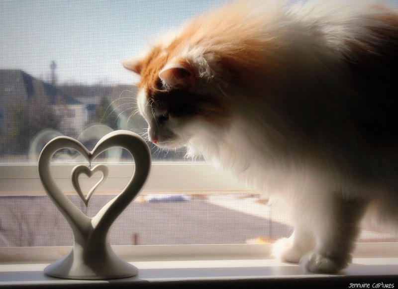 Cat investigating a heart sculpture.