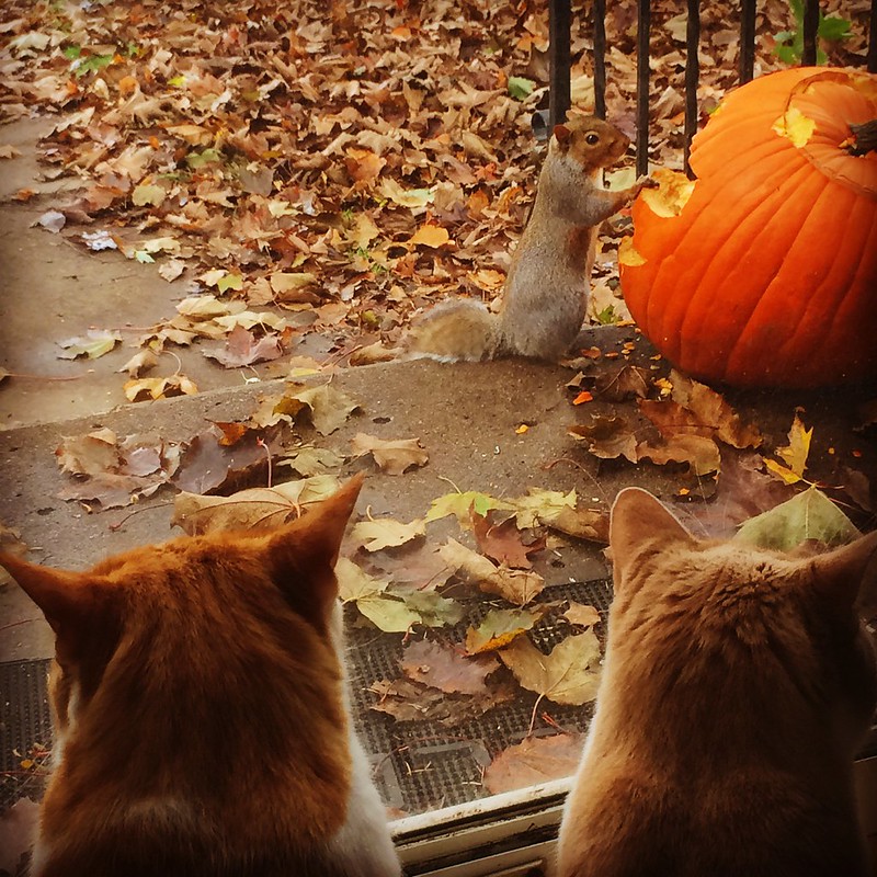 Two cats looking out the window at a squirrel eating a jack-o-lantern.