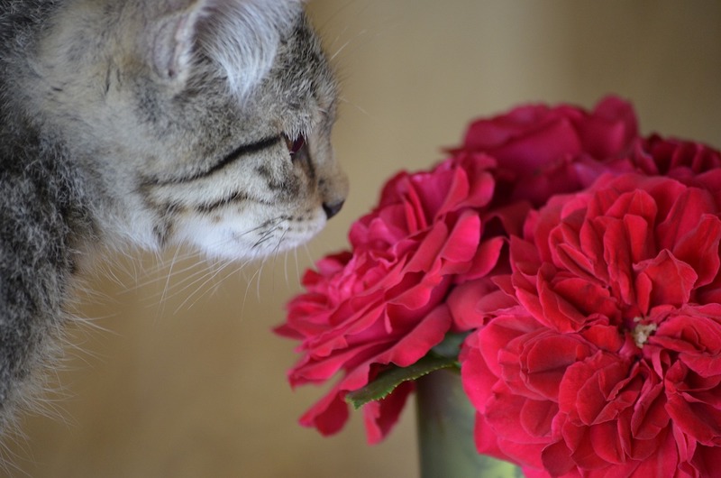 Kitten smelling a bouquet of red flowers.